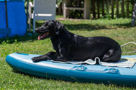 Black labrador retriever on a sup board placed on grass in a learning process.の写真素材