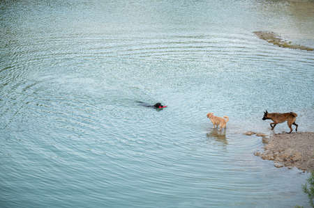 Black labrador retriever dog swimming with a toy in her mouth and two other dogs watching on the...