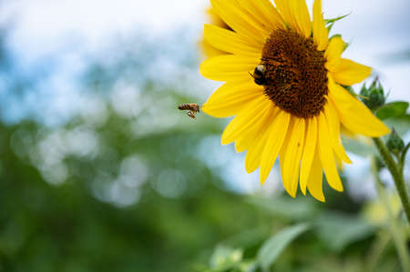 Beautiful image of a bee flying to land on a blooming yellow sunflower with a bumblebee on it.