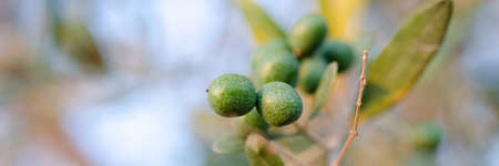 Wide view image of green olive fruits ripening on a tree with blurred background. Closeup view.の写真素材