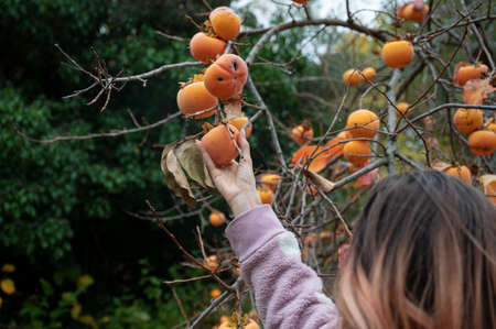 Caucasian woman harvesting persimmon fruits from an abundant tree in the fall.の写真素材