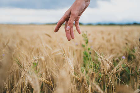 Female hand gently stoking ripening golden wheat ears growing in the field in a conceptual image of abundance and nature conservation.の写真素材