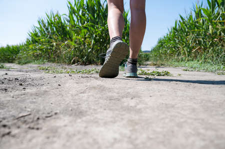 Low angle view of caucasian female legs walking in the middle of green corn fields in summertime.の写真素材