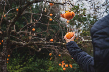 Over the shoulder view of a boy picking a ripe orange persimmon fruit from an autumn khaki tree with naked branches.の写真素材