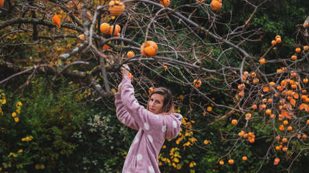 Young caucasian woman in pink sweater harvesting homegrown persimmon fruits from an abundant autumn khaki tree.の写真素材