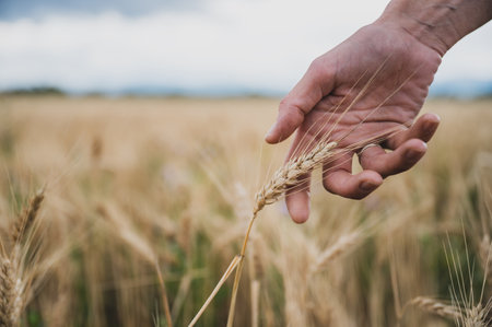 Closeup view of male hand gently touching a golden ear of wheat growing in the field in a conceptual image of abundance and sustainability.の写真素材