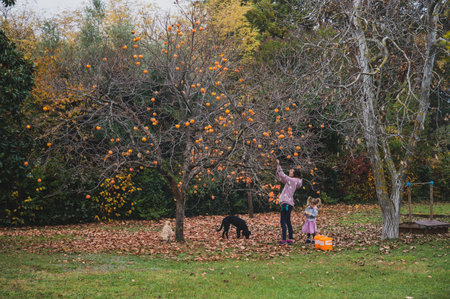 Young mother and her toddler daughter picking ripe persimmon fruits from an autumn tree with their pet dogs around them.の写真素材