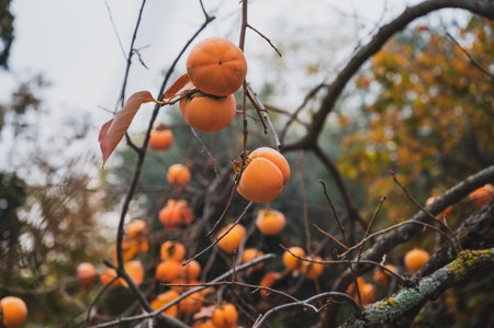 Bare khaki tree branches with abundance of persimmon fruits growing on them in the autumn season.の写真素材