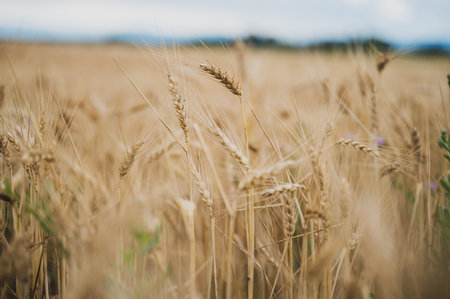 Beautiful golden wheat field growing in the summer with focus to one ear of wheat.の写真素材