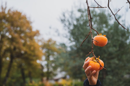 Closeup view of a hand of a child picking a ripe khaki fruit growing on a persimmon tree in the fall.の写真素材
