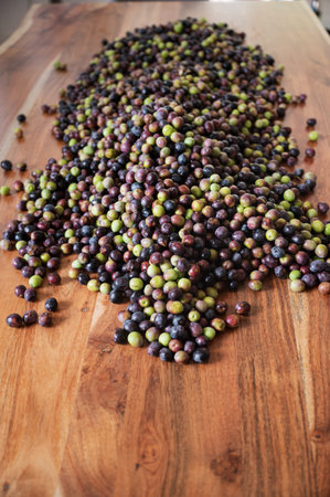 Abundance of freshly picked black and green organic olive fruits placed on wooden desk.の写真素材