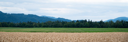 Beautiful farmland with golden wheat field and green meadow and forest in background.の写真素材