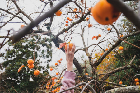 Female hand reaching up to pick a persimmon fruit from an autumn khaki tree in backyard.の写真素材