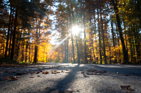 Low angle view of a road going through a beautiful autumn forest with sun rays busrting throught the trees.の写真素材