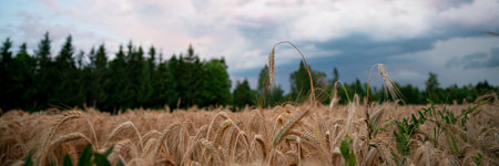 Wide view image of beautiful golden wheat field growing and ripening in the summer. Under a cloudy sky.の写真素材