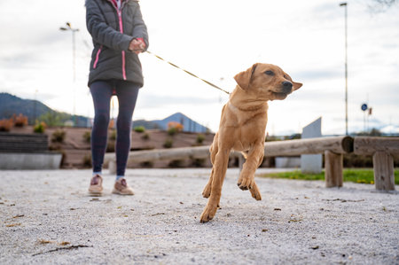Low angle view of a cute golden labrador puppy pulling her owner on a leash.の写真素材