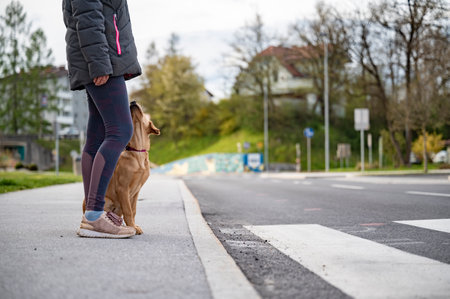 Golden labrador retriever puppy sitting next to her owner before crossing the road. Obedience and focus training in an urban environment.の写真素材