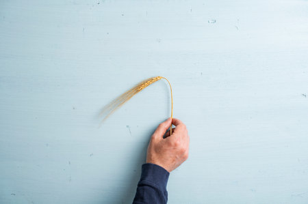 Male hand placing a ripe golden ear of wheat over a light blue wooden background. Conceptual image of produce, agriculture and abundance. With copy space.の写真素材
