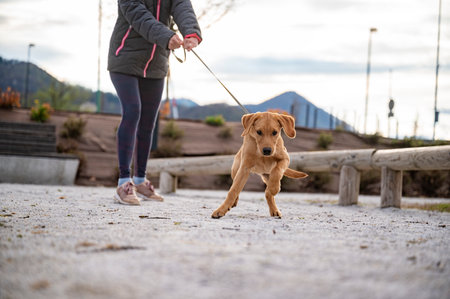 Low angle view of a young golden labrador retriever puppy pulling on the lead. Conceptual of puppy obedience training and ownership.の写真素材