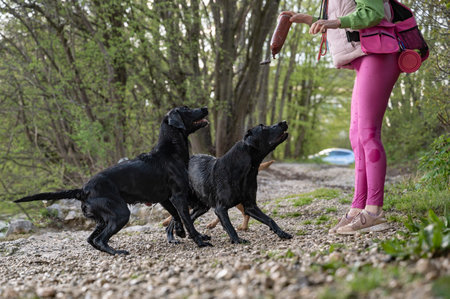 Two wet black labrador retrievers looking at their owner with great attention as she is about to throw the toy in the water to retrieve.の写真素材