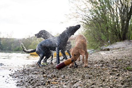 Three dogs, labrador retrievers, shaking off the water after swimming in the river fetching a toy to retrieve.の写真素材