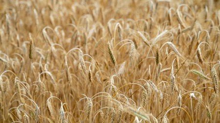 Closeup view of a beautiful abundant golden wheat field with ripening ears of wheat.の写真素材