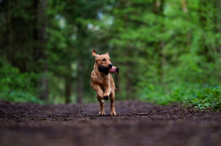 Young golden labrador retriever puppy running towards the camera with a dummy toy in her mouth. In beautiful green spring forest.の写真素材