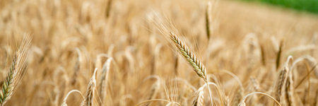 Wide view image of a delicate golden ear of wheat growing in ripening wheat field. Conceptual of abundance and sustainability.の写真素材
