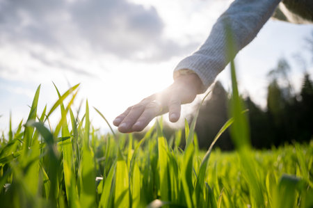 Low angle closeup view of female hand gently stoking green young wheat growing in the field lit by the sunlight.の写真素材
