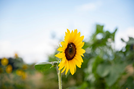 Bumblebee sitting on a beautiful blooming yellow sunflower in a summer garden.の写真素材