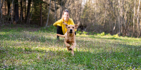 Cute golden labrador retriever puppy running towards the camera in a green spring meadow. With her owner in the background.の写真素材