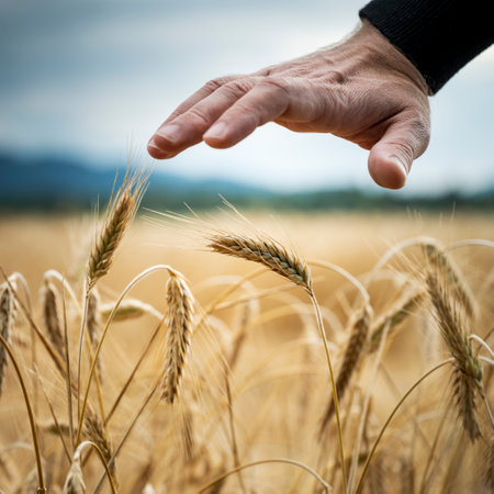 Closeup view of male hand making a protective gesture above golden ripening ears of wheat growing in the field. Conceptual image of sustainable resource and agriculture.の写真素材