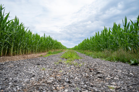 Low angle view of a country road going through green corn fields groing under summer sky.