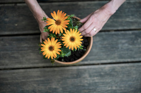 Top view of female hands planting beautiful vibrant yellow flowers in a clay pot.の写真素材