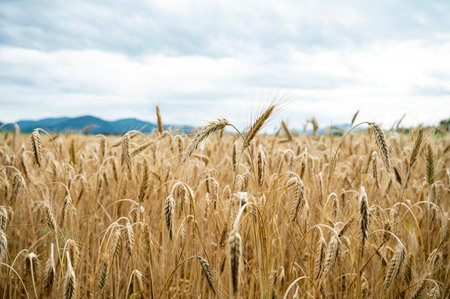 Low angle closeup view of golden ripening wheat field growing under cloudy summer sky.の写真素材