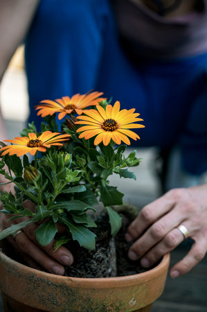 Closeup view of female hands planting beautiful yellow blooming flowers in a clay pot.の写真素材