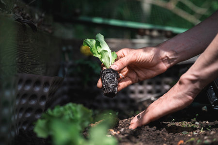 Closeup view of bare female hands planting young lettuce seedling in a fertile garden soil in a raied garden bed.の写真素材
