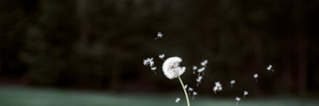Dandelion bulb with seeds floating out of it blowing in the air. With blurred nature in background. Wide view image.の写真素材