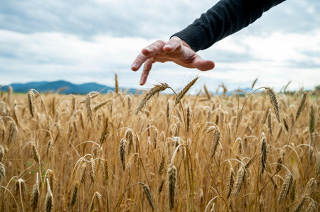 Male hand in a protective gesture over a golden ripening wheat field growing in the summer.の写真素材