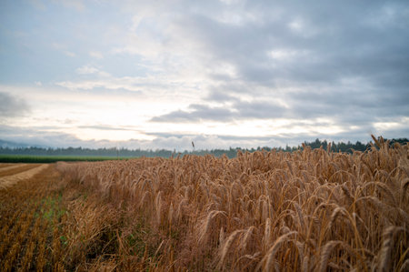 Beautiful golden wheat field after a rain under a dramatic cloudy summer sky.の写真素材