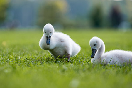 Two adorable fluffy baby swans in a green grass.の写真素材