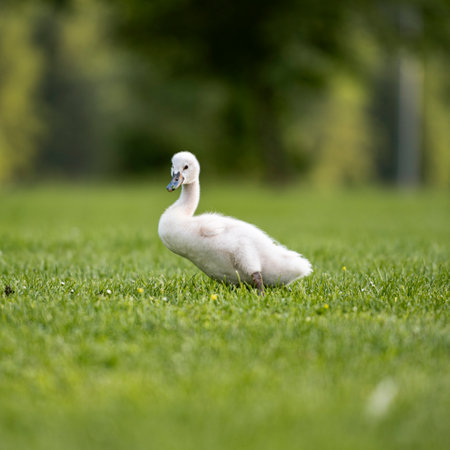 Adorable fluffy grey baby swan in green grass.の写真素材