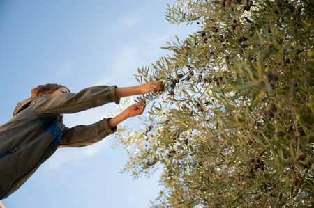 View from below of a child reaching to pick ripe olive fruits from olive tree under clear blue sky.の写真素材