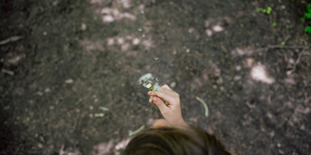 Overhead view of a toddler girl holding a delicate dandelion flower bulb blowing the seeds.の写真素材