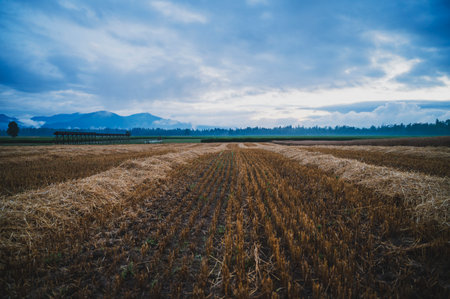 View of a beautiful farmland of harvested wheat fields and forest in the distance under dramatic...