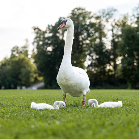 Attentive momma swan looking after her two baby chicks as they wonder in green grass.の写真素材