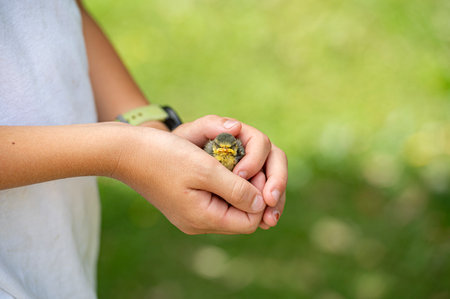Closeup view of a child holding a delicate baby bird fallen from her nest sheltering her in his hands.の写真素材