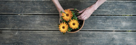 Overhead view of female hands planting beautiful yellow flowers in a pot. On wooden surface. Wide view image.の写真素材