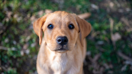 Overhead view of an adorable golden labrador retriever puppy looking up at the camera.の写真素材