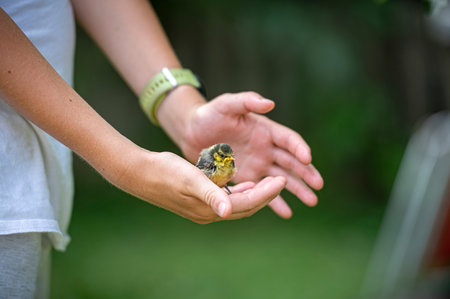 Delicate little baby bird sitting in the palms of a teenage boy sheltering her. Over blurred green nature background.の写真素材